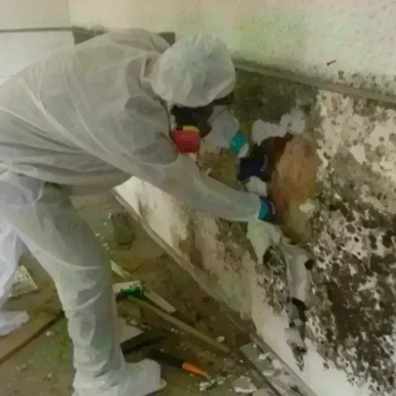 Mold Remediation and Removal in Floyd County, TX